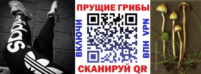 Купить где  Сасово  Галлюциногенные грибы GOLDEN TEACHER 